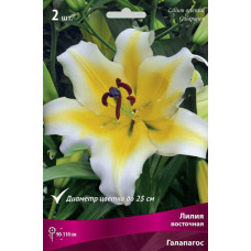 Лилия Галапагос (восточная) 