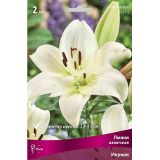 Лилия Инувик (азиатская)