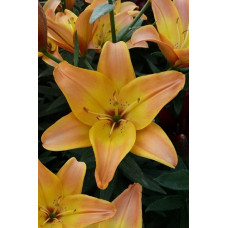 Лилия Изи Фэнтази (азиатская)  