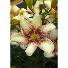 Лилия Изи Спот (азиатская) 