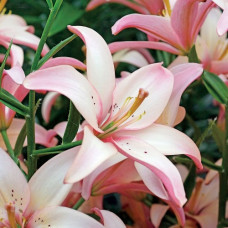 Лилия Изи Вальс (азиатская) 