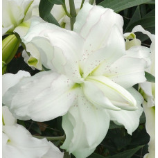 Лилия  Лотус Бьюти (восточная)