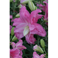  Лилия Лотус Джой (восточная махровая) 