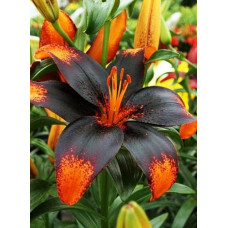 Лилия Париж Харт (Азиатские Танго) 