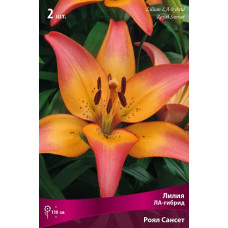 Лилия Ройал Сансет (Ла-гибрид)  