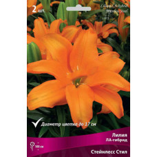 Лилия Стейнлесс Стил (ЛА-гибрид) 