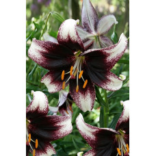 Лилия Страччателла Ивент (азиатская) 