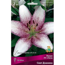 Лилия Свит Дзаника (Ла-гибрид) 