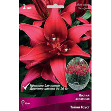 Лилия Тайни Гоуст (азиатская горшечная)