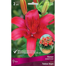 Лилия Тайни Хоуп (азиатские горшечные) 