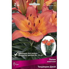 Лилия Танджерин Джой (азиатская горшечная)