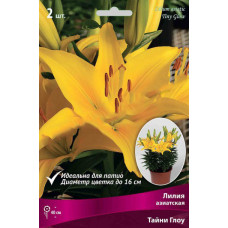 Лилия Тайни Глоу (азиатская горшечная)