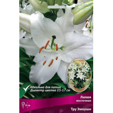 Лилия Тру Эмоушн (восточные горшечные) 