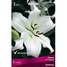 Лилия Замбези (ОТ-гибрид) 