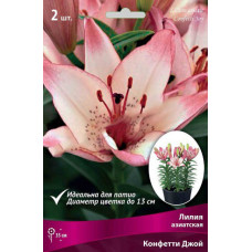 Лилия Конфетти Джой (азиатская горшечная)