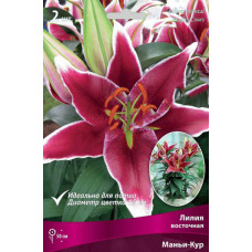 Лилия Маньи-Кур (восточные горшечные)