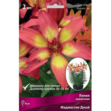 Лилия Маджестик Джой (азиатская горшечная)