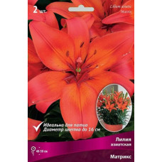 Лилия Матрикс (азиатская горшечная)