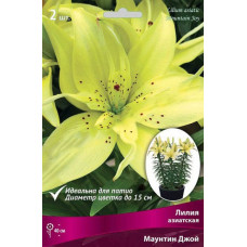 Лилия Маунтин Джой (азиатская горшечная)
