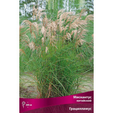 Мискантус Грациллимус (китайский)