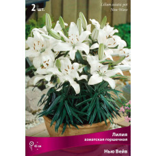 Лилия Нью Вейв (азиатская горшечная)