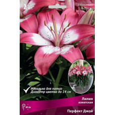 Лилия Перфект Джой (азиатская горшечная)