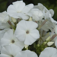 Флокс метельчатый Пина Колада 