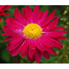 Пиретрум розовый Робинсон Ред  