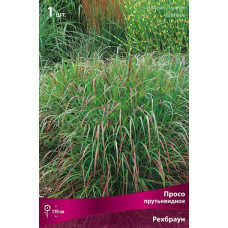 Просо прутьевидное Рехбраун 