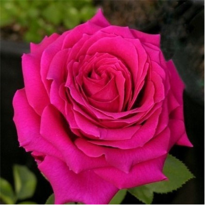 Роза чайно-гибридная Жорианда  