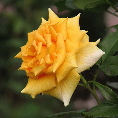 Роза чайно-гибридная Голден Моника  