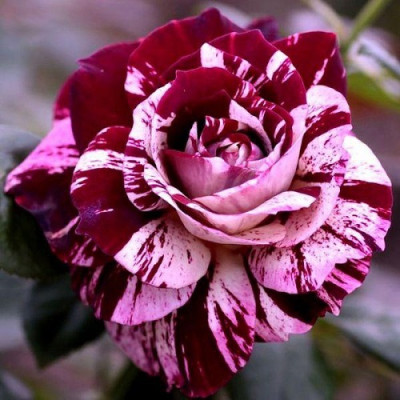 Роза флорибунда Имеджин  