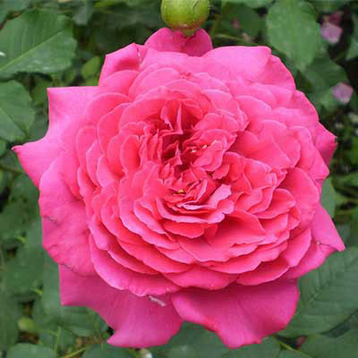 Роза чайно-гибридная Иоганн Вольфганг фон Гете  