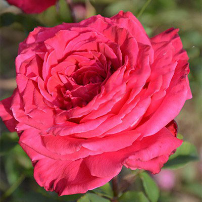 Роза чайно-гибридная Лолита Лемпика  