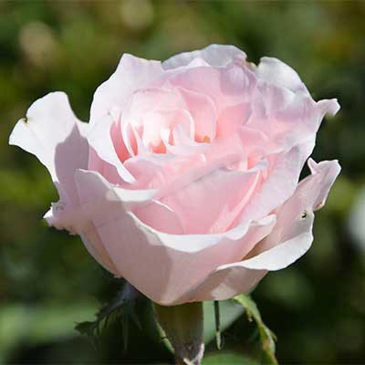 Роза чайно-гибридная Мерхен Кениген  