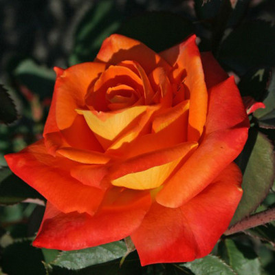 Роза чайно-гибридная Миракл  