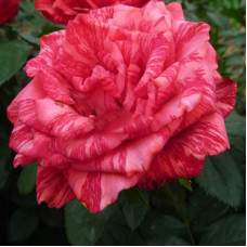 Роза чайно-гибридная Ред Интуишн 