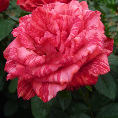 Роза чайно-гибридная Ред Интуишн  