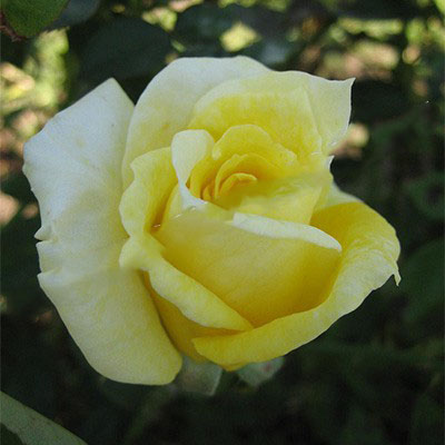 Роза чайно-гибридная Скайлайн  
