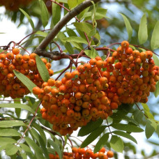 Рябина обыкновенная Эдулис  