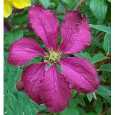 Клематис Сёдертелье (ботанический)