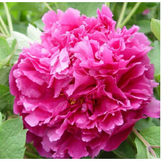 Пион древовидный Сторинг Ред 