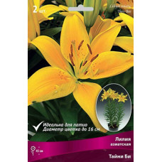 Лилия Тайни Би (азиатская горшечная)