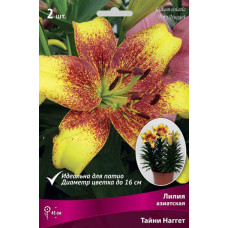 Лилия Тайни Наггет (азиатская горшечная)