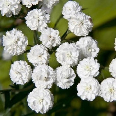 Тысячелистник птармика Вайт Перл 