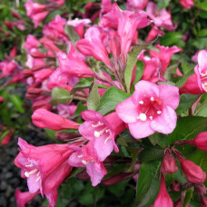 Вейгела Минуэт (цветущая)