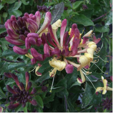 Жимолость приморская Чик Чок 