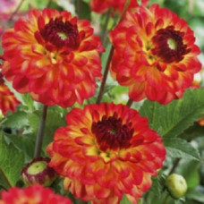 Георгина Айкон (декоративная)