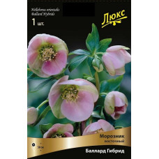 Морозник восточный Баллард Гибридс 