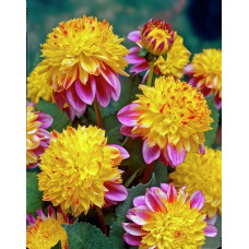 Георгина Буги Вуги (анемоновидная)